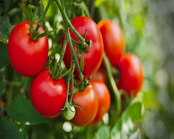 تصویر 3 از فروش گوجه فرنگی بوته رس + قیمت خرید به صرفه